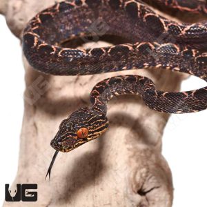Baby Halloween Phase Amazon Tree Boa | Halloween Phase Boa