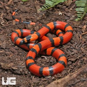 Baby Het Pearl Honduran Milksnake | Buy Honduran Milksnake