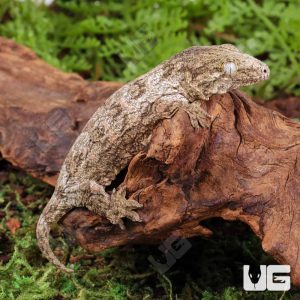 Baby High Pink Leachianus Gecko #2 | Pink Leachianus Gecko