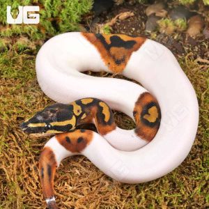 Baby Female High White Scaleless Head Pied Ball Python | Buy Baby Female High White Scaleless Head Pied Ball Python Online In USA