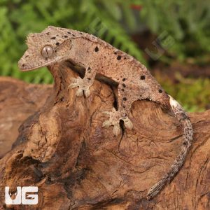 Baby Inkspot Crested Gecko #1 | Buy Baby Inkspot Crested Gecko