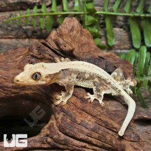 Juvenile Lilly White Crested Gecko | Buy Juvenile Lilly White Gecko
