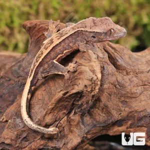 Baby Lilly White Quad Stripe Crested Gecko | Buy Baby Lilly White Quad Stripe Crested Gecko