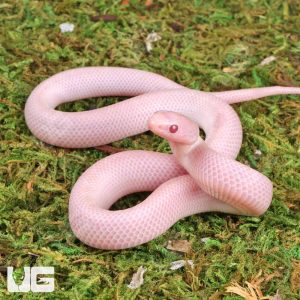 Baby Magenta Brooks Kingsnake | Buy Magenta Brooks Kingsnake