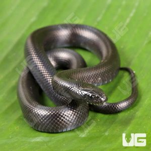 Baby Mexican Black Kingsnake | Buy Mexican Black Kingsnake