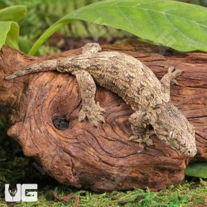 Baby Moro Island Leachianus Gecko | Buy Leachianus Gecko