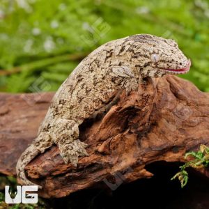 Baby Nu Ana Leachianus Gecko | Buy Nu Ana Leachianus Gecko