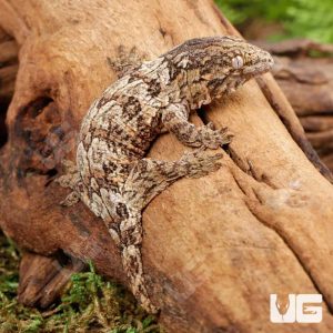 Baby Nu Ana Leachianus Gecko #2 | Nu Ana Leachianus Gecko