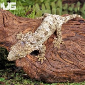 Baby Nu Ana x Nu Ami x Pine Island Leachianus Gecko | Buy Baby Nu Ana x Nu Ami x Pine Island Leachianus Gecko