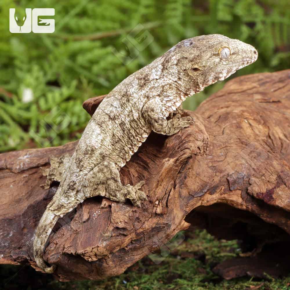 Baby Nu Ana x Nu Ami x Pine Island Leachianus Gecko - Image 3