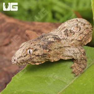 Baby Offshore x Nu Ami Leachianus Gecko | Buy Baby Offshore x Nu Ami Leachianus Gecko