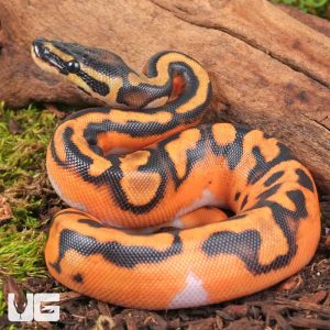 Baby Orange Dream Lace Pied Ball Python | Buy Pied Ball Python