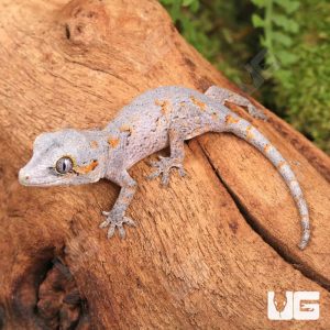 Baby Orange Reticulated Gargoyle Gecko | Buy Baby Orange Reticulated Gargoyle Gecko