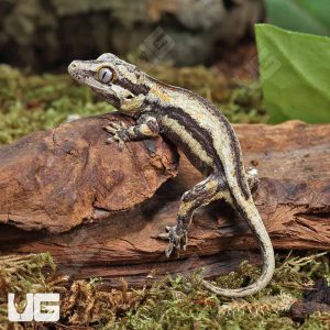 Baby Oreo Gargoyle Gecko | Buy Baby Oreo Gargoyle Gecko