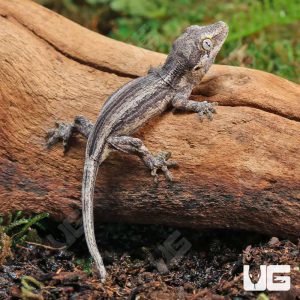 Baby Oreo Stripe Gargoyle Gecko | Buy Oreo Stripe Gargoyle Gecko