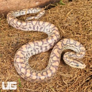 Baby Paradigm Colombian Rainbow Boa | Paradigm Rainbow Boa