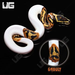 Baby Male Pied Ball Python #1 “GHOULY” | Pied Ball Python