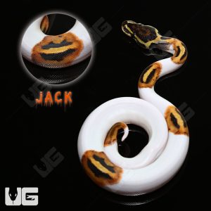 Baby Female Pied Ball Python #2 “JACK” | Buy Baby Female Pied Ball Python #2 “JACK” Online