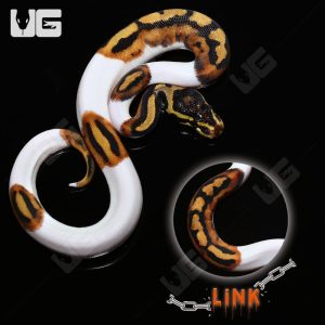 Baby Female Pied Ball Python #3 “LINK” |Buy Baby Female Pied Ball Python #3 “LINK” Online