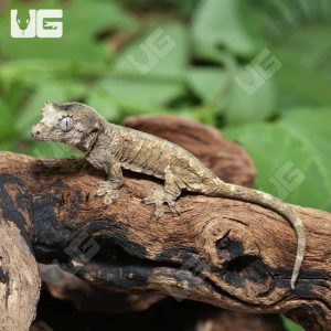 Baby Pine Island Chahoua Gecko | Buy Island Chahoua Gecko