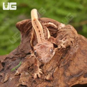 Baby Pinstripe Lilly White Crested Gecko | Buy Baby Pinstripe Lilly White Crested Gecko