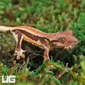 Baby Red Phantom Lilly White Crested Gecko | Buy Baby Red Phantom Lilly White Crested Gecko