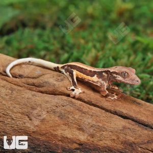 Baby Lilly White Crested Gecko | Buy Lilly White Crested Gecko