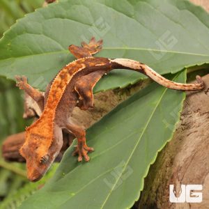 Baby Red Phantom Crested Gecko | Buy Red Phantom Gecko