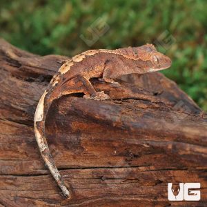 Baby Red Phantom Dalmatian Crested Gecko | Buy Baby Red Phantom Dalmatian Crested Gecko