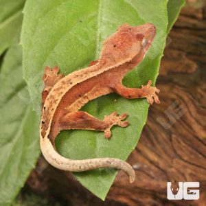 Baby Red Pinstripe Dalmatian Crested Gecko | Buy Baby Red Pinstripe Dalmatian Crested Gecko