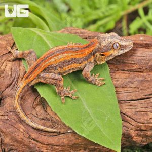 Baby Red Striped Gargoyle Gecko #1 | Red Gargoyle Gecko