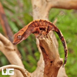 Baby Red Tiger Crested Gecko | Buy Red Tiger Crested Gecko