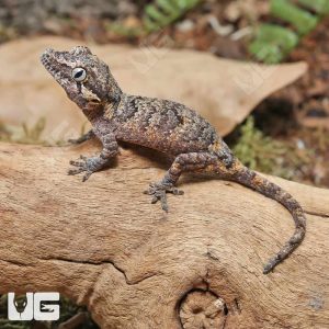 Baby Reticulated Gargoyle Gecko | Buy Reticulated Gargoyle Gecko