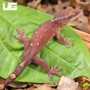 Baby Sarasinorum Gecko | Buy Baby Sarasinorum Gecko Online