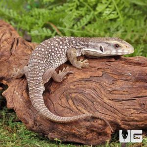 C.B. Baby Savannah Monitor | Buy C.B. Savannah Monitor Online