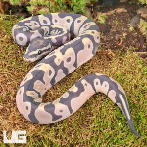 Baby Male Scaleless Het Pied Ball Python | Baby Male Scaleless Het Pied Ball Python For Sale