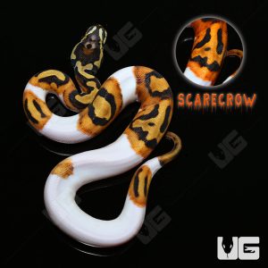 Baby Female Scaleless Head Pied Ball Python #4 “SCARECROW” | Buy Baby Female Scaleless Head Pied Ball Python #4 “SCARECROW” Online