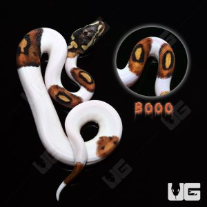 Baby Male Scaleless Head Pied Ball Python (#8) “BOOO” | Buy Baby Male Scaleless Head Pied Ball Python (#8) “BOOO” Online