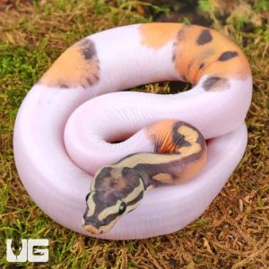 Baby Male Scaleless Pied Ball Python | Scaleless Pied Ball Python