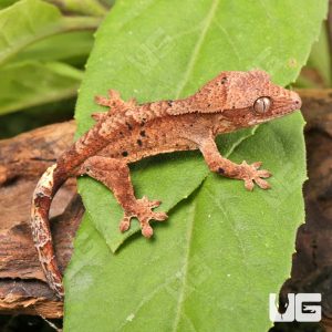 Baby Super Dalmatian Crested Gecko | Buy Baby Crested Gecko