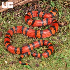 Baby Tangerine Honduran Milksnake | Honduran Milksnake for sale