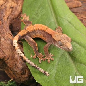 Baby Tiger Harlequin Dalmatian Crested Gecko | Buy Baby Tiger Harlequin Dalmatian Crested Gecko
