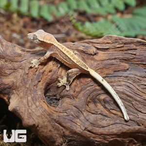 Baby Quad Stripe Crested Gecko | Buy Quad Stripe Crested Gecko