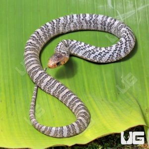 C.B. Male Baby Yellowtail Cribo #1 | Buy C.B. Male Yellowtail Cribo