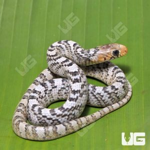 C.B. Female Baby Yellowtail Cribo #2 | Buy Yellowtail Cribo Online