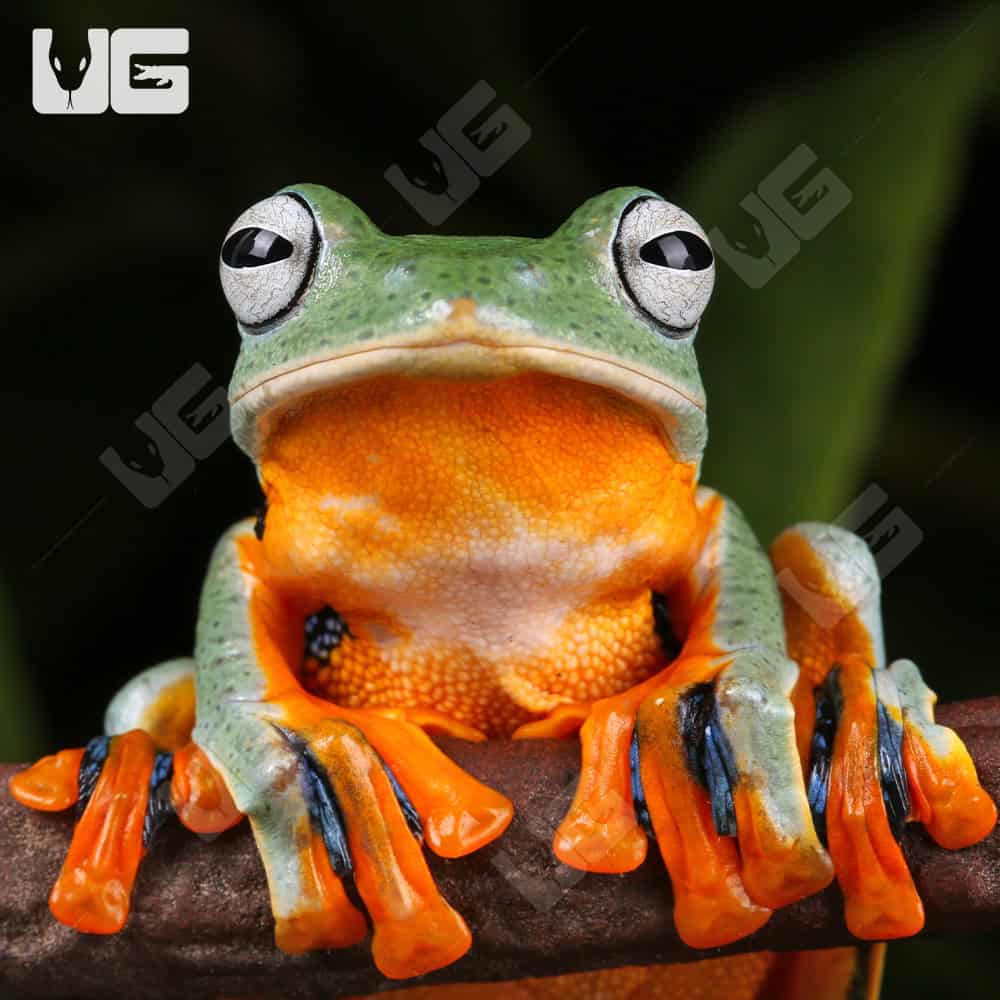 Black Webbed Flying Frog - Image 2