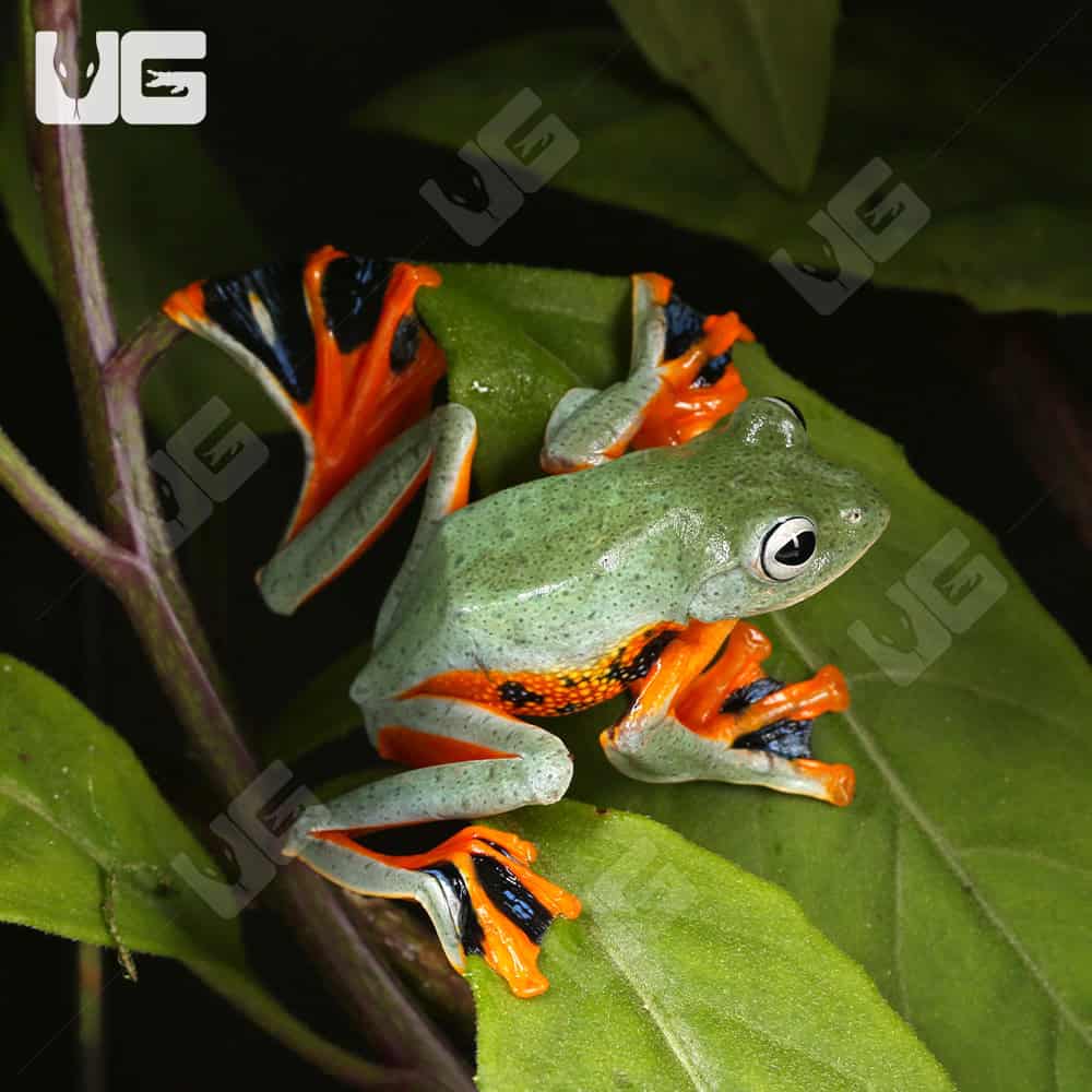 Black Webbed Flying Frog | Buy Black Webbed Flying Frog | Black Webbed Flying Frog For Sale