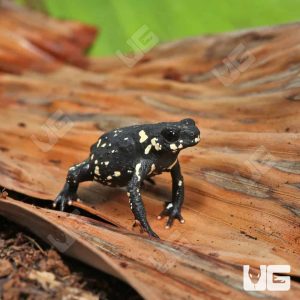 C.B. Bumblebee Toad | Buy Bumblebee Toad Frog In USA