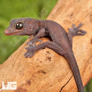 C.B. Baby Candy Button Tokay Gecko | Buy Tokay Gecko Online