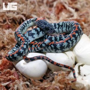 C.B Baby Checkered Bellied Snake Pair | Checkered Bellied Snake
